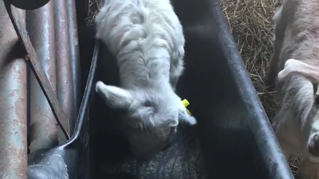 squeaks of confusion