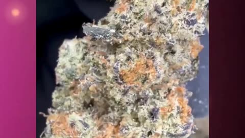 White Truffle THCa Flower | 27% Exotic Indoor Indica | Buttery-Nutty Gas | Relaxing, Calming | Bulk