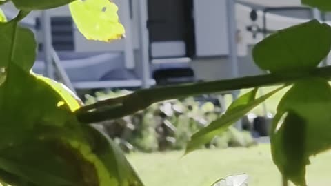 Busted _ Cia using tactics on Surveillance