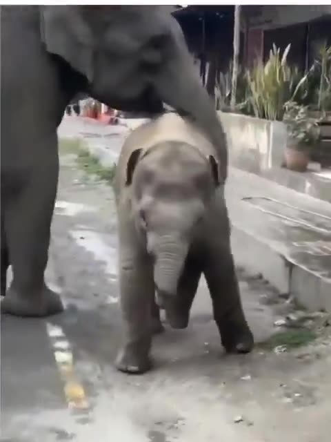 POSITIVE VIBES ✨️ - A mama elephant thanks a stranger for giving her kid some water.
