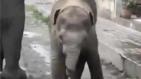 POSITIVE VIBES ✨️ - A mama elephant thanks a stranger for giving her kid some water.