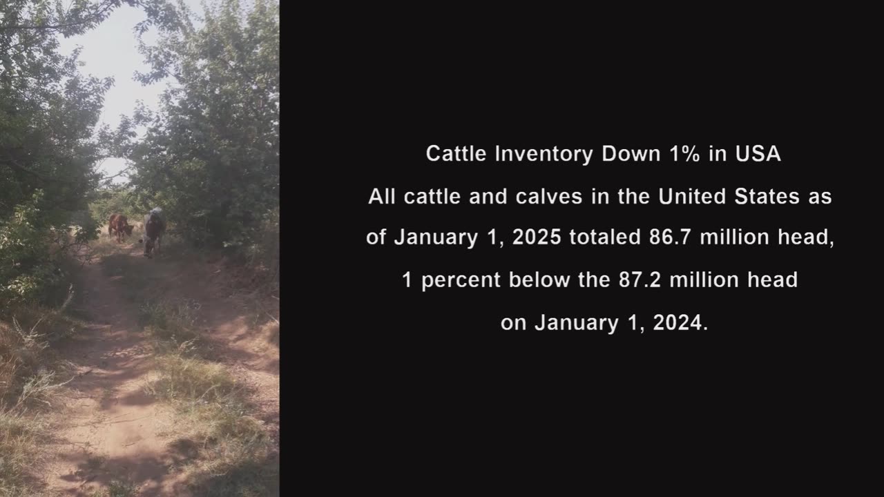 Cattle Inventory Down 1% in USA