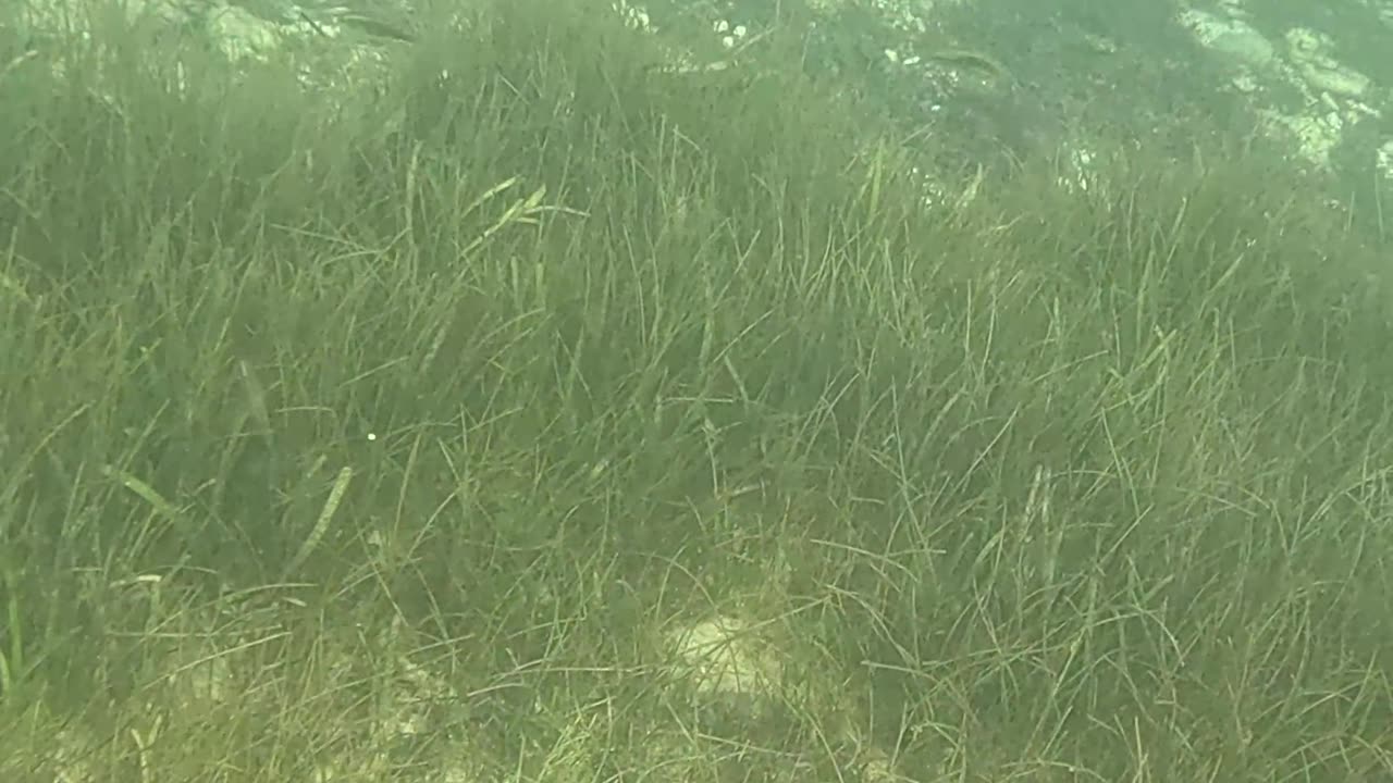 Any Day Snorkeling Is A Good Day!!