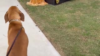 😂🐶 Bubba's Hilarious Confusion: Those Aren't Real People! | FunFM