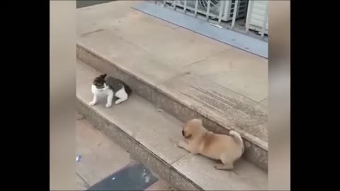 Cat VS Dog