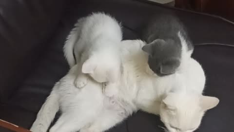 Upside Down Milk Party! 😹 These Kittens Don’t Follow the Rules!