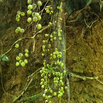 Wild Figs Growing at the Farm 🌿🇵🇭 | Expat in the Philippines