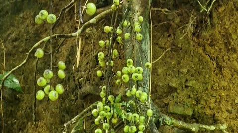 Wild Figs Growing at the Farm 🌿🇵🇭 | Expat in the Philippines