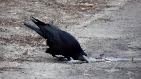 🤯🦜 Beak Deformity: The Most Shocking Bird You've Ever Seen! | FeedMyCuriosity