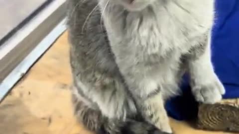 normalize adopting stray cats