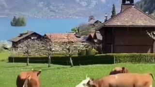 Woe Day 68. I am in the ark. Waiting for GOD to open the Door for a spring/summer Pentecost rapture