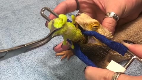 This bearded dragon had eyes bigger than his stomach.