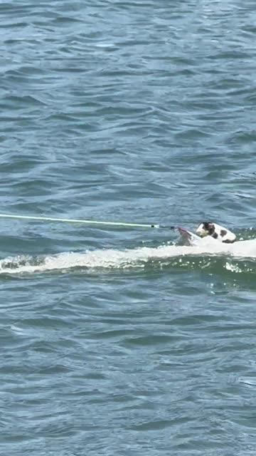 Radical Rodents Tear Up the Lagoon