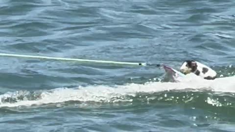 Radical Rodents Tear Up the Lagoon