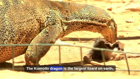 10 Most Aggressive Animals on Earth 😳