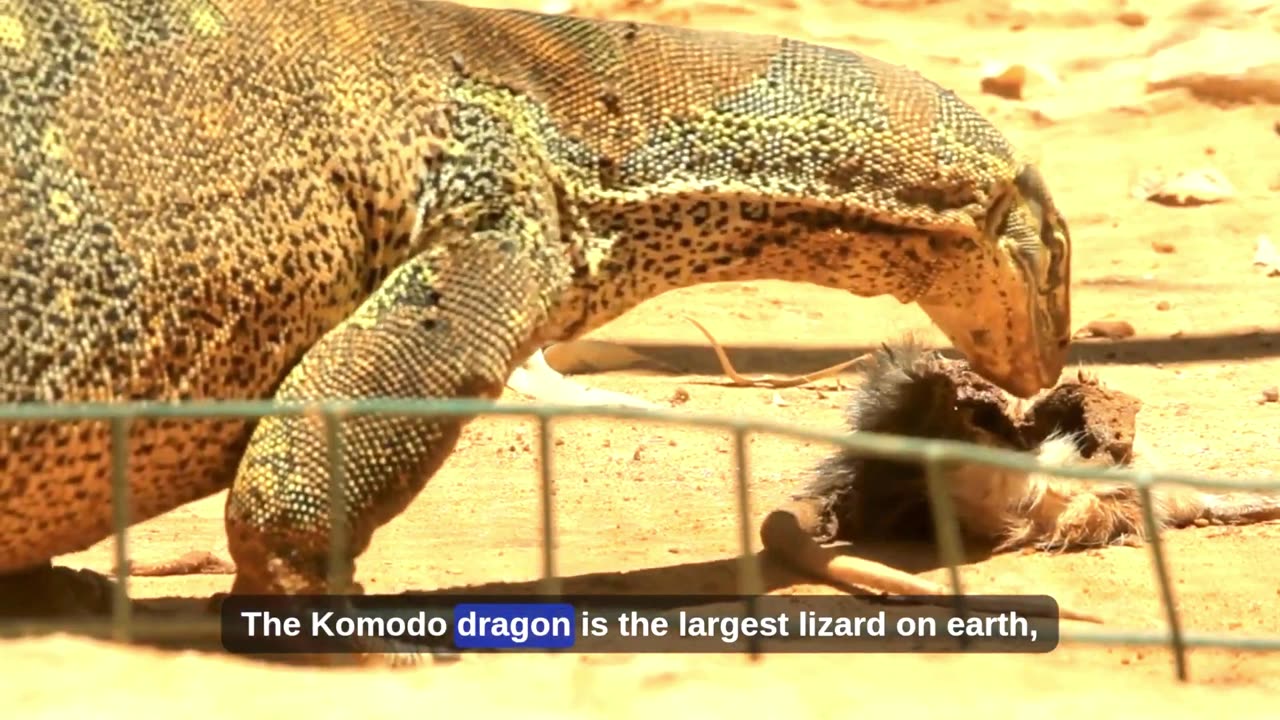 10 Most Aggressive Animals on Earth 😳