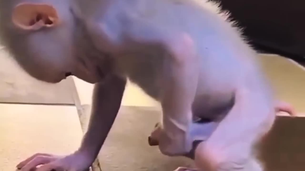 Funny Monkey