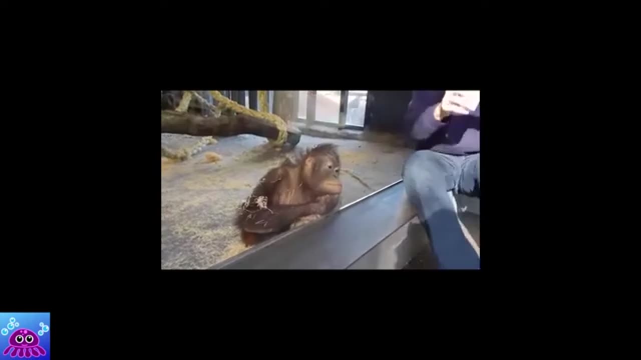 Monkey Funny and Cute Video