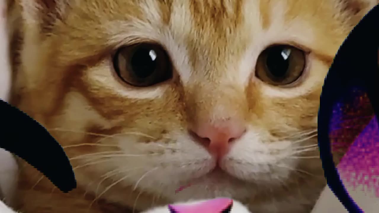 🐯 Cute Orange Kitty Thinks It's a Baby Tiger! 😹🔥