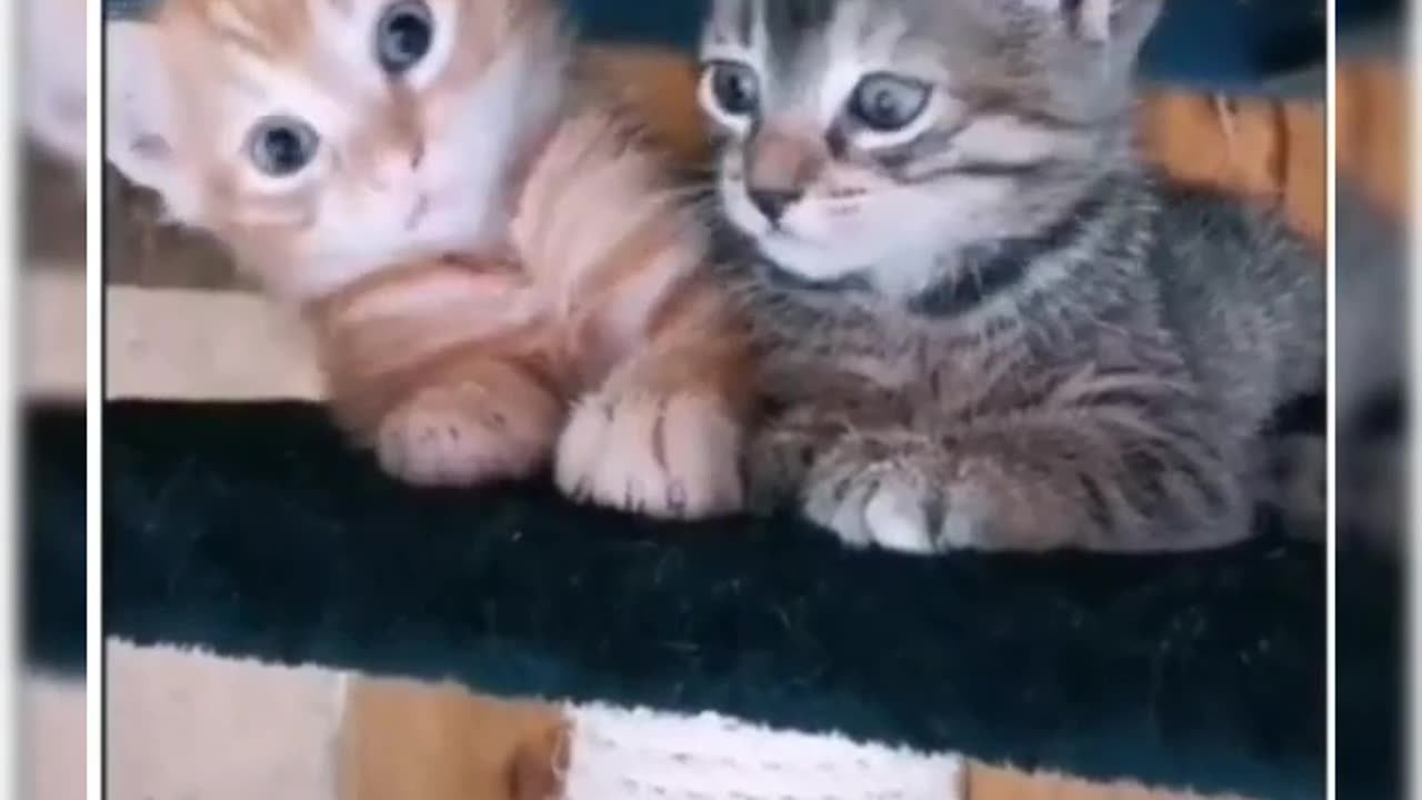 #cat#animats#dog