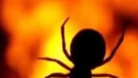 Shocking: 9 Crazy Animal Facts That Will Blow Your Mind! #AnimalFacts #Wildlife