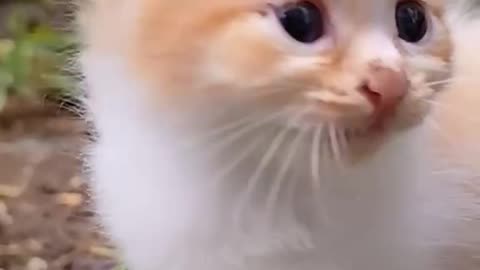 Dog's Comedy Videos 🤣 so cute videos and puppies comedy scenes 🤣 so cute 🥰 🥰 🥰 🥰