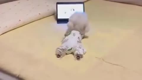 Shop Pet Accessories Online at CurliTail | Pup Binge Watching