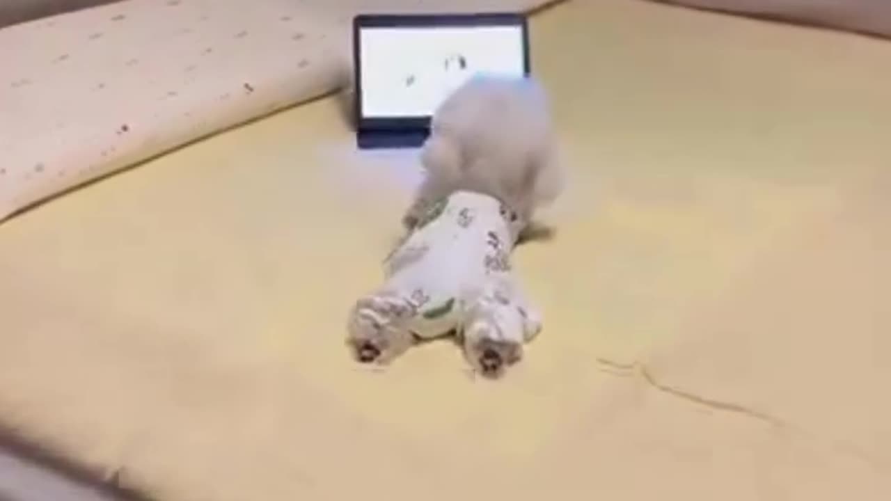 Shop Pet Accessories Online at CurliTail | Pup Binge Watching