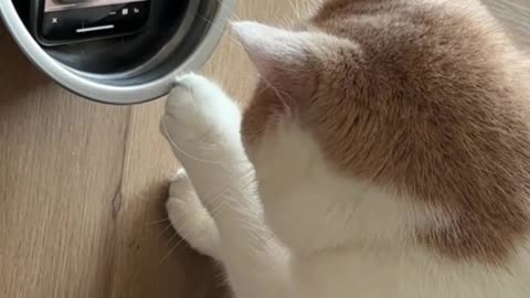 Cat Online learning