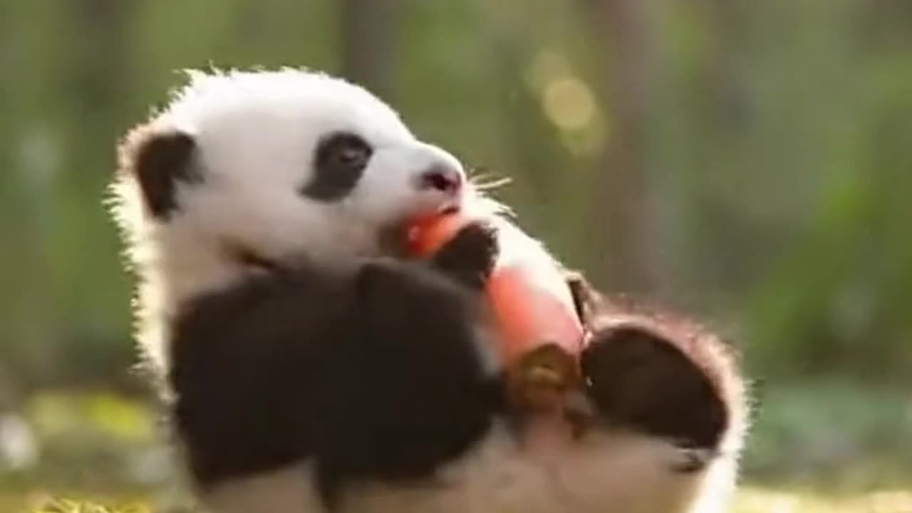 I love carrots 🥕❤️