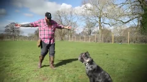 Dog traning