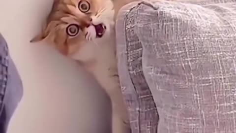 Cat funny video