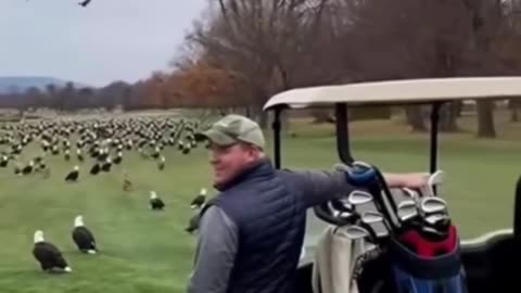 Why are WE ALLOWING windmills to KILL these majestic Birds?