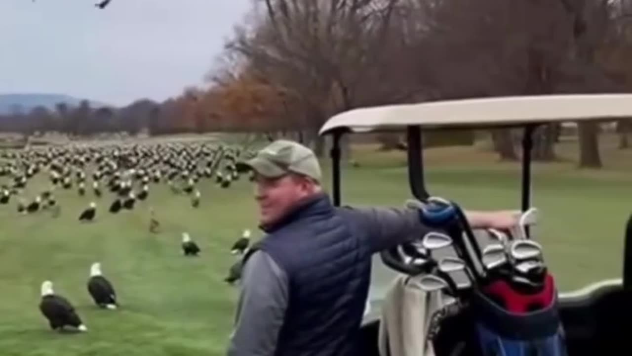 Why are WE ALLOWING windmills to KILL these majestic Birds?