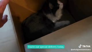 Special Delivery: Chester!