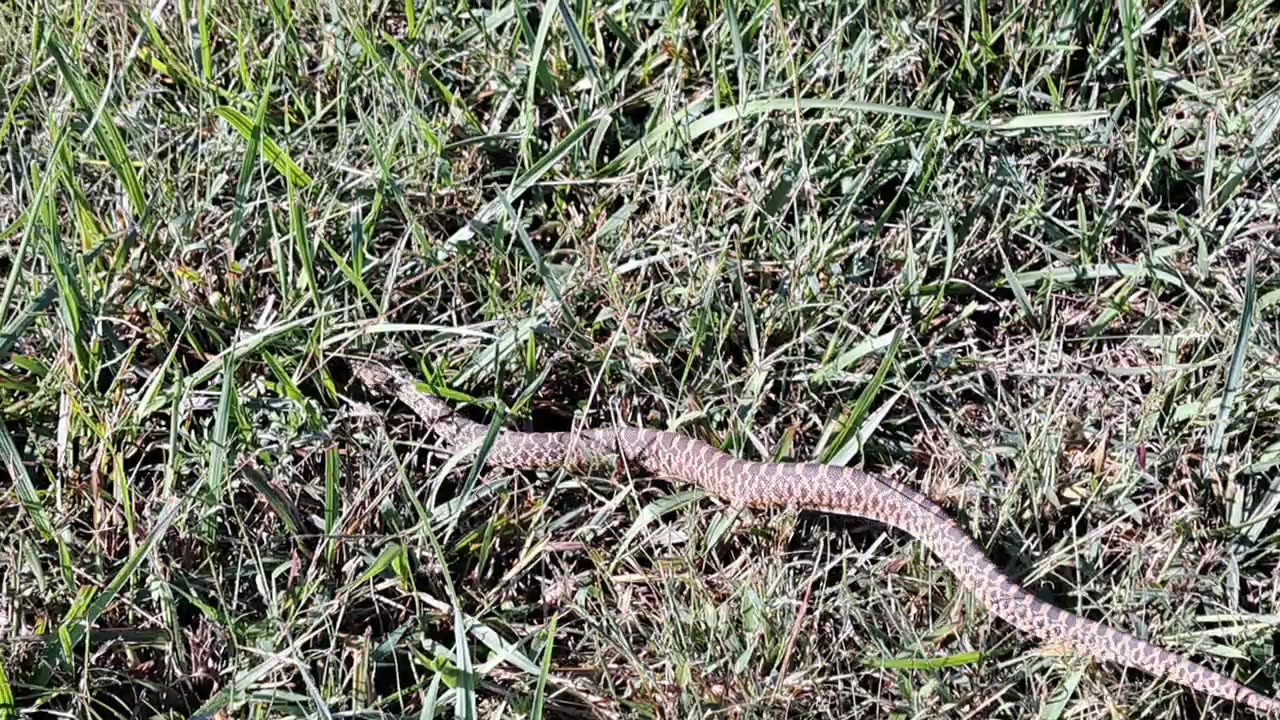 Morning walk