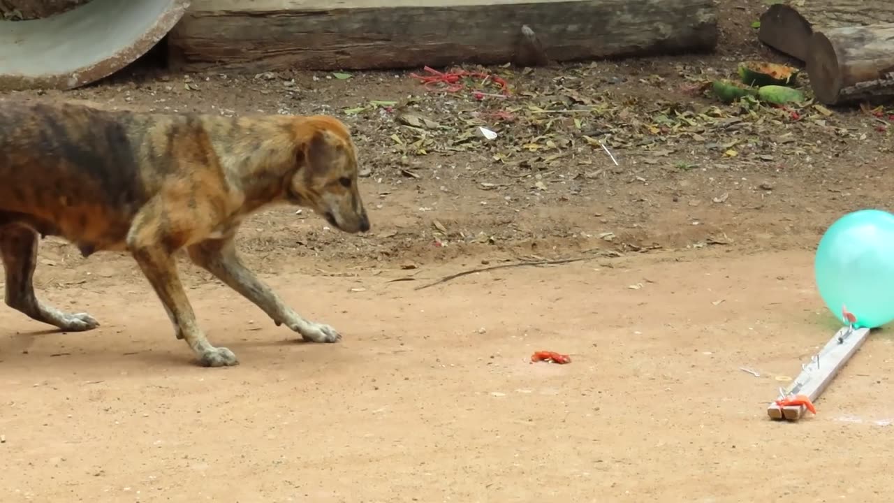Balloon prank Dog