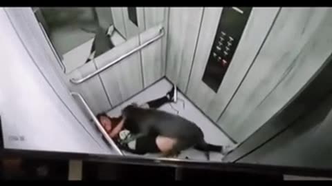 pretty girl makeover by pitbull in elevator