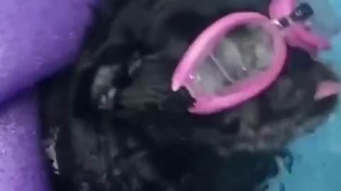 Funny animals video