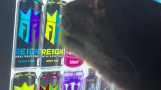 🤯🍺 Cats & Monster Energy: A Hilarious Surprise! | FunFM