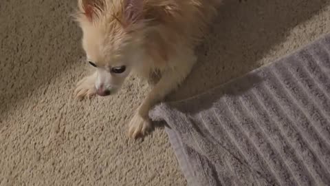 My post bath gremlin at it again..