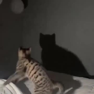 shadow dancing😹