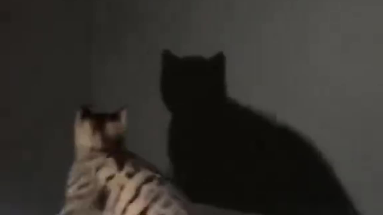 shadow dancing😹