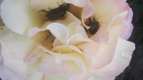 Beetles and a rose