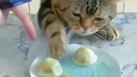 Funny cats moment