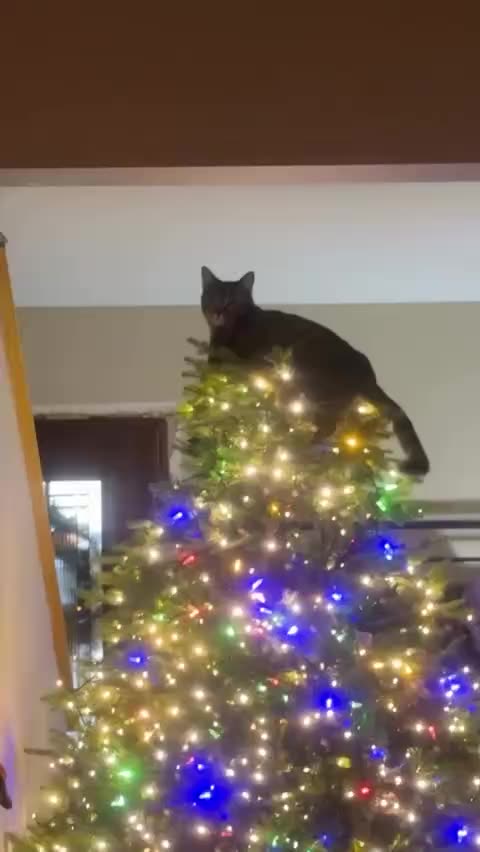 I think naming it Rupert might have something to do with it