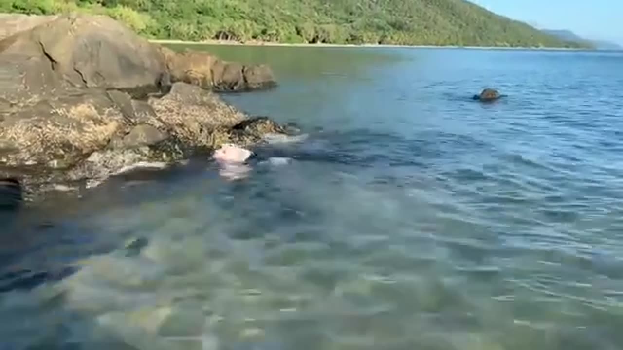 Dog Swimming