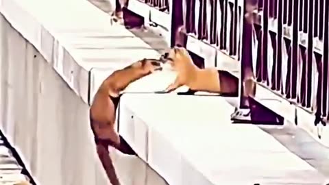 One snail was helping another climb a wall