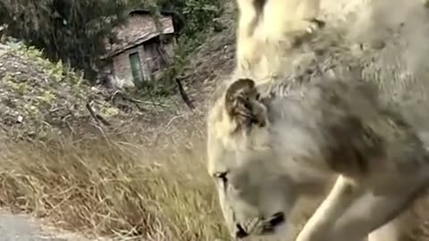 Cute fight between lion and puppy