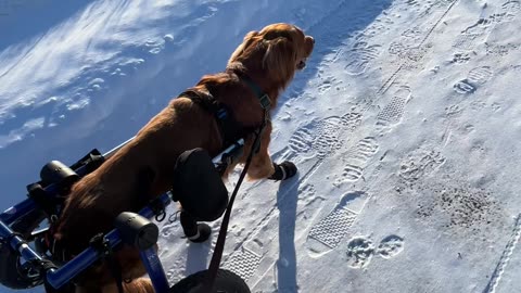 Paralyzed Dog Runs In Wheelchair For First Time